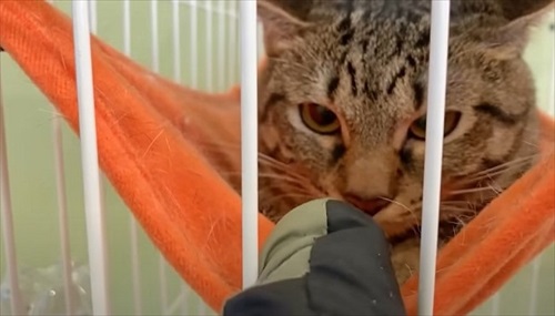 元野良猫の人慣れ訓練