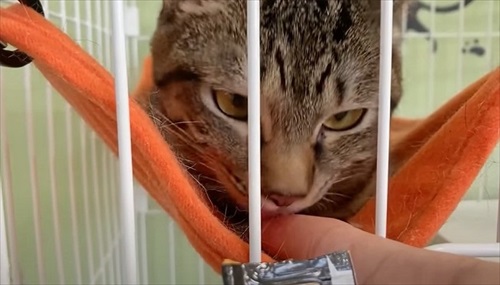 元野良猫の人慣れ訓練