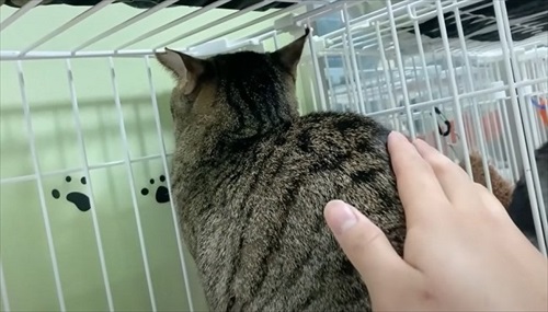 元野良猫の人慣れ訓練