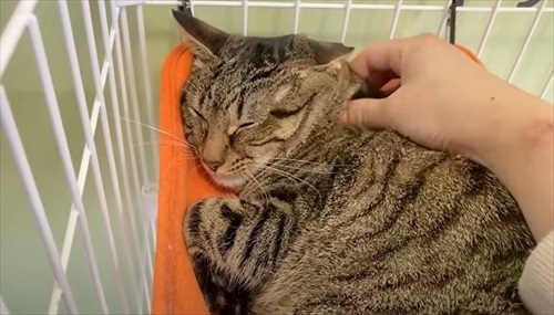 元野良猫の人慣れ訓練