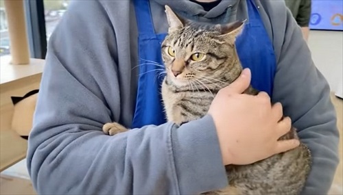 元野良猫の人慣れ訓練
