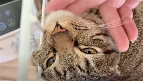 元野良猫の人慣れ訓練