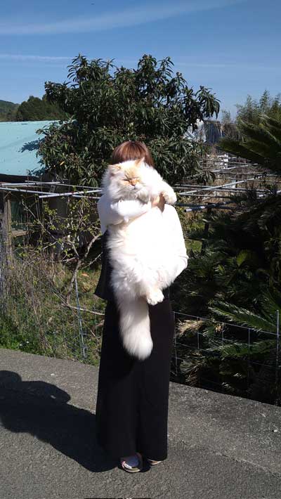 猫に見えない大きなラガマフィン