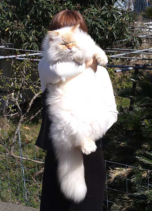 猫に見えない大きなラガマフィン