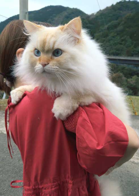 猫に見えない大きなラガマフィン