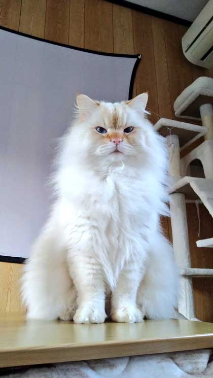 猫に見えない大きなラガマフィン