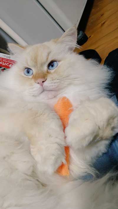 猫に見えない大きなラガマフィン