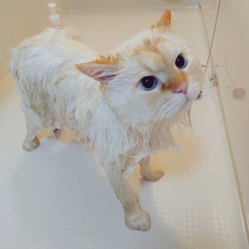 猫に見えない大きなラガマフィン