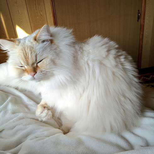 猫に見えない大きなラガマフィン