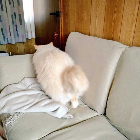 猫に見えない大きなラガマフィン