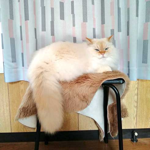 猫に見えない大きなラガマフィン