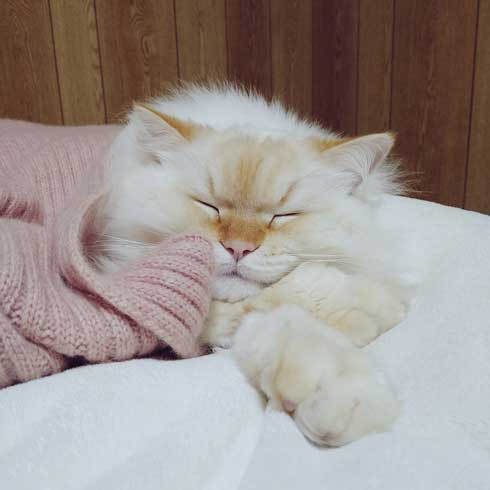 猫に見えない大きなラガマフィン