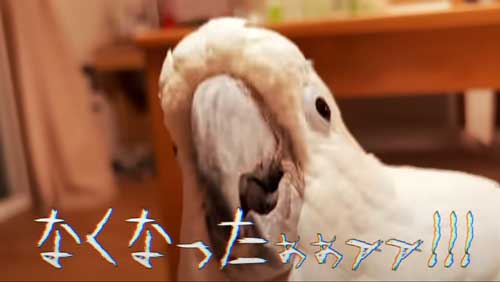 タイハクオウム