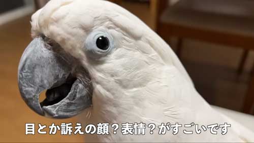 ゴミが入ったオウム