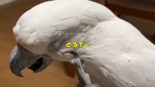 気になるオウム