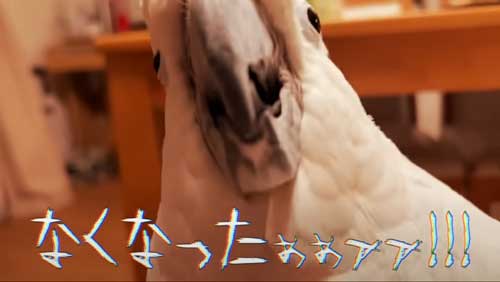 ヘドバンするオウム