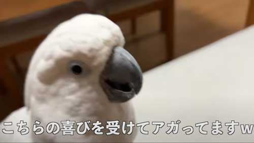 ストレートなオウム