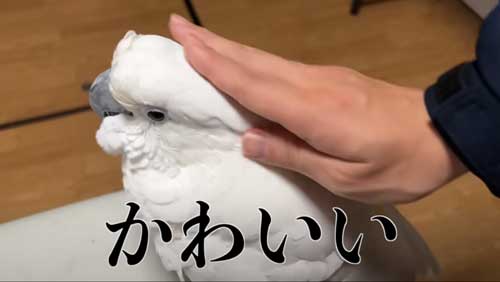 なでなでされるのが好きなオウム