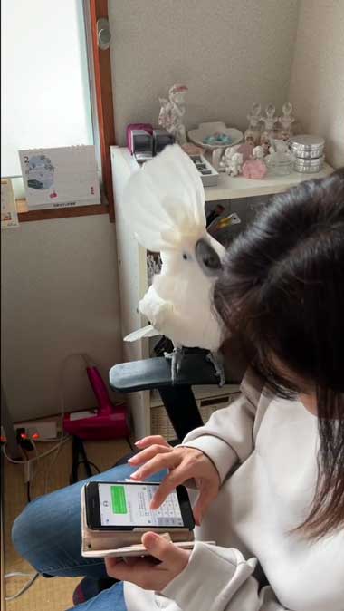 ママ大好きオウム