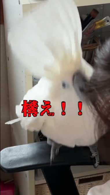 かまってダンスオウム