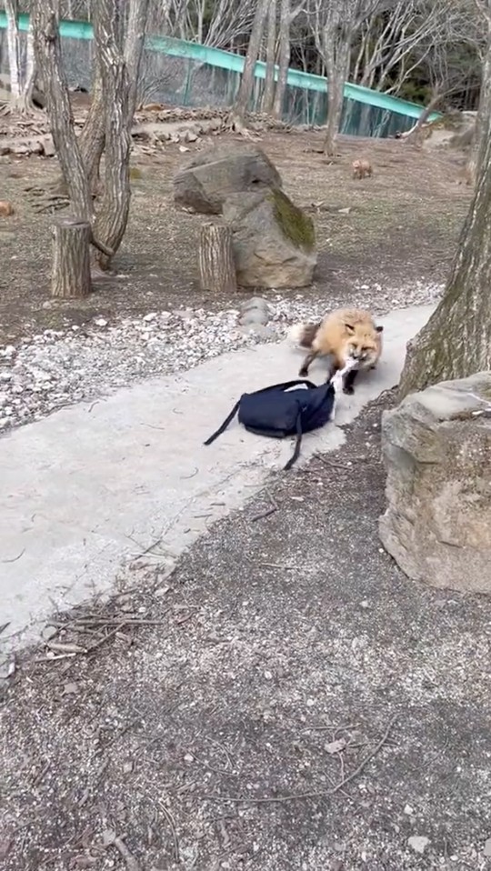 宮城蔵王キツネ村 リュック 拡散動画