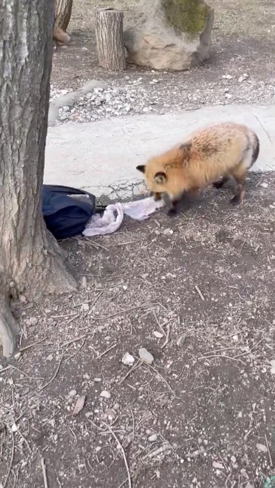 宮城蔵王キツネ村 リュック 拡散動画