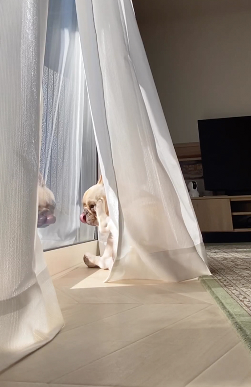 自分の姿にはっとするワンコ