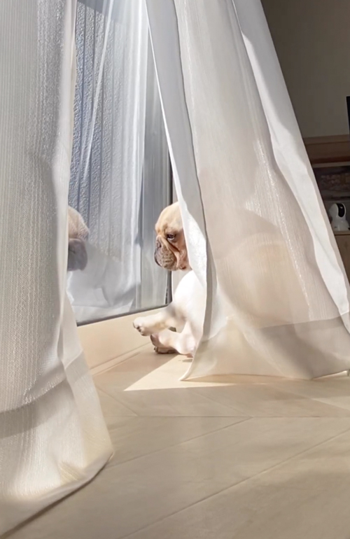 自分の姿にはっとするワンコ