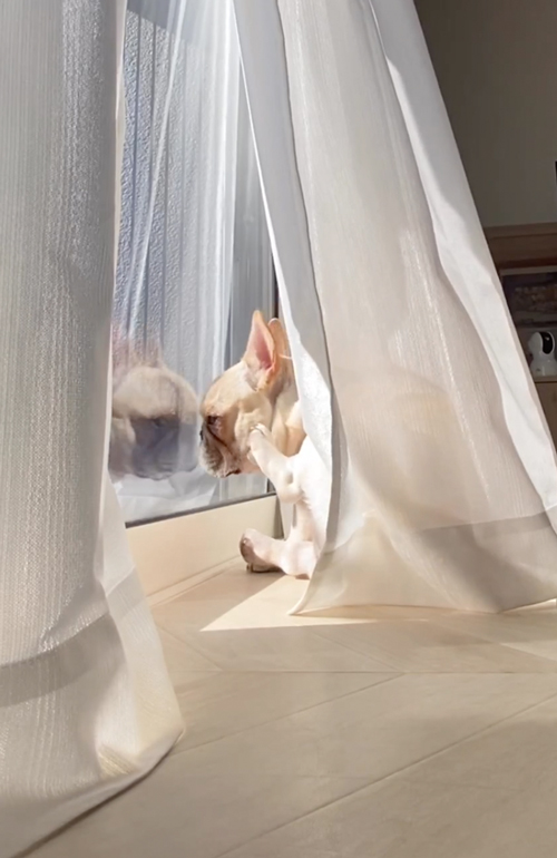 自分の姿にはっとするワンコ