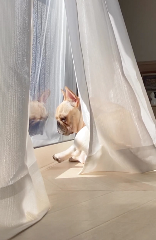 自分の姿にはっとするワンコ