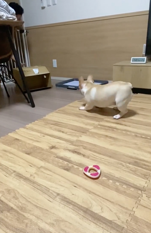 華麗なステップ