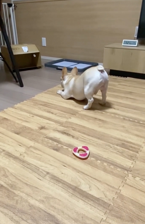 華麗なステップ