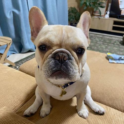 華麗なステップ