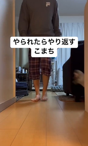 廊下を歩く飼い主と飛び出す子猫の頭