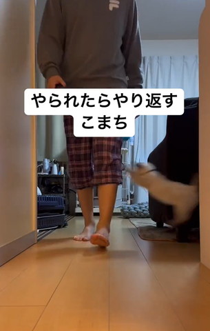 廊下を歩く飼い主と飛び出す子猫