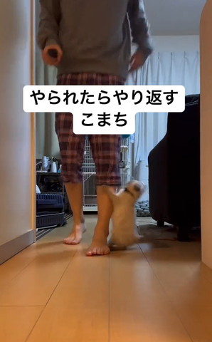 飼い主の足に捕まる子猫