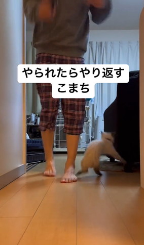 驚く飼い主と子猫の後ろ姿