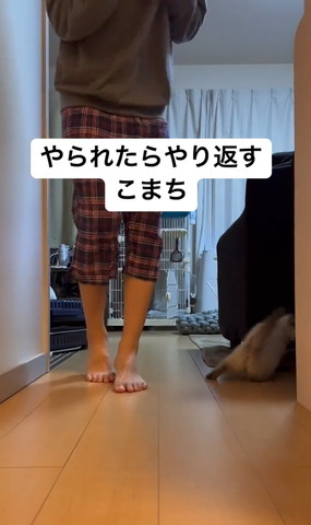 驚く飼い主と右側に逃げる子猫