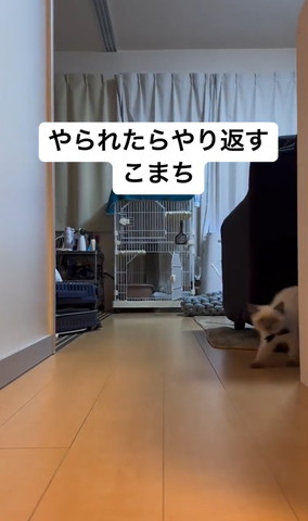 右側から出てくる子猫