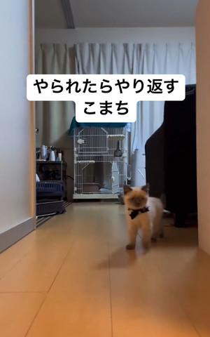 遠くを見る猫