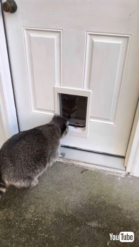 アライグマびっくり