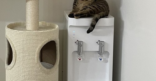 ウォーターサーバでくつろぐ教授