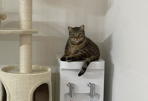 ウォーターサーバーがお気に入りな教授