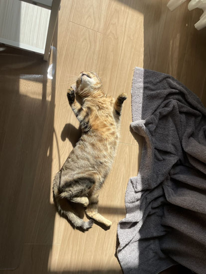 ひなたぼっこする教授