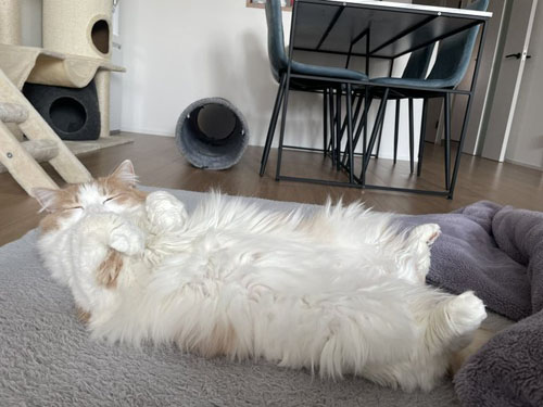 おなかを見せる博士