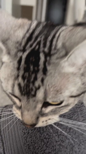 タオルを持って来てくれる