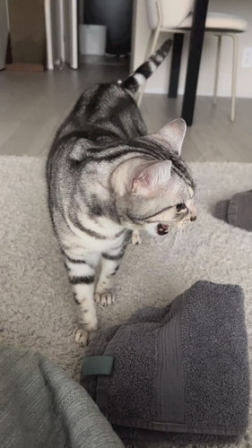 タオルを持って来てくれる