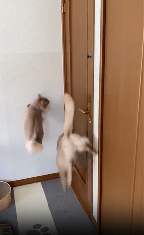 手前の下におりる猫後ろ姿と登る猫