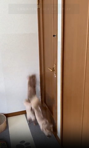 下におりる猫正面と登る猫後ろ姿