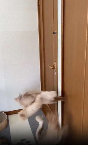 壁を横に走る猫しっぽがふわふわ
